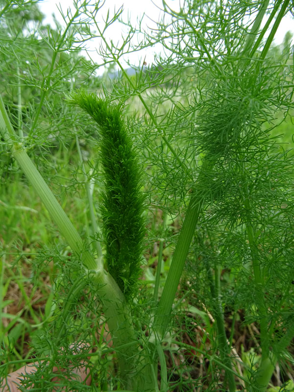 Foeniculum vulgare / Finocchio comune